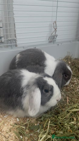 Mini Lop rabbits - Advert 6