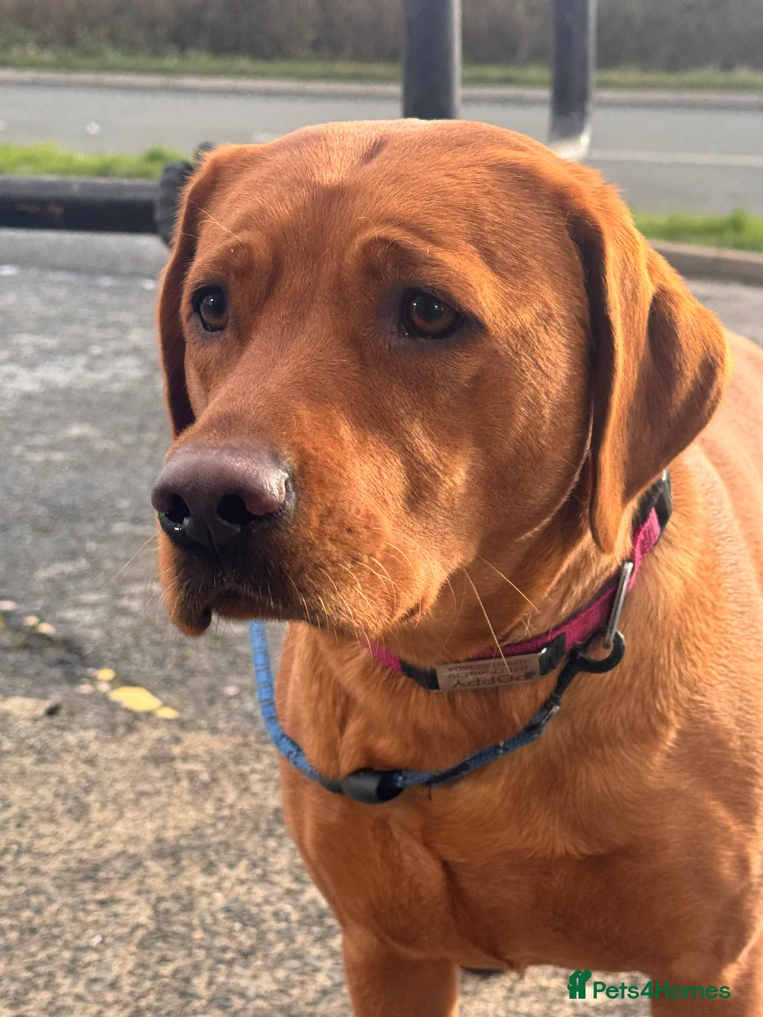 Labrador Retriever dogs for sale: Beautiful Red Fox Puppies - Advert 5