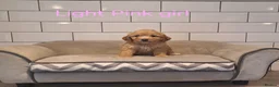 Cavapoochon dogs for sale: Beautiful Cavapoochons puppies 🤩 - Advert 9