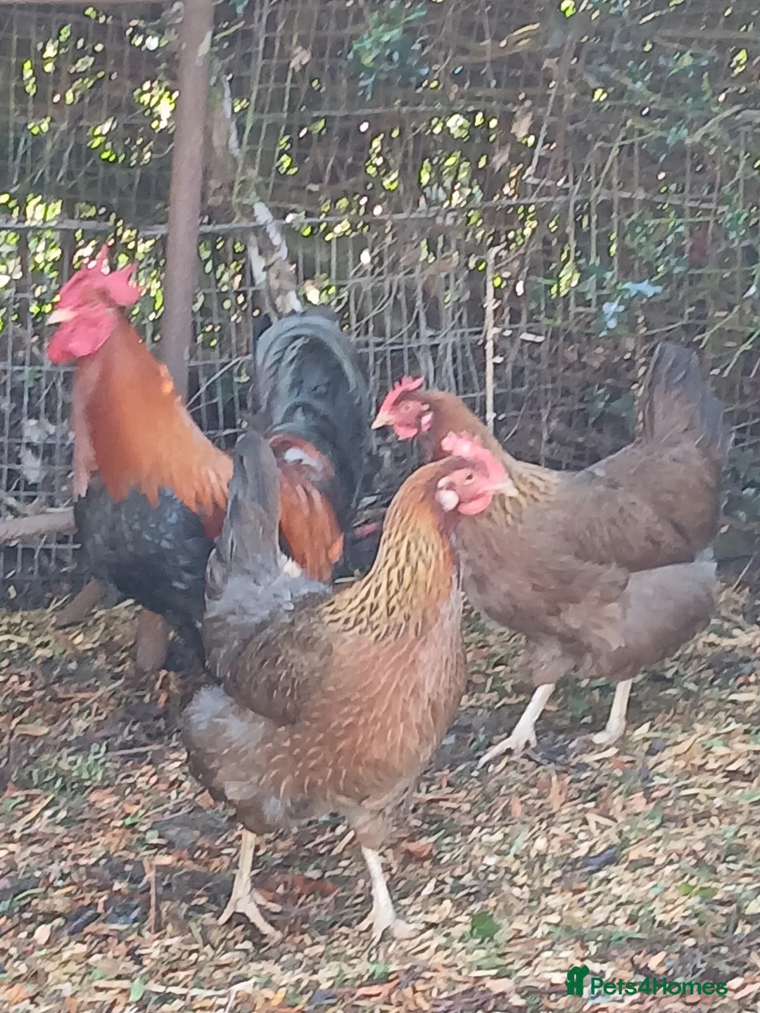 Hens poultry for sale: Trio of Welsummer largefowl 1 Cocketell and 2 Hens - Advert 3