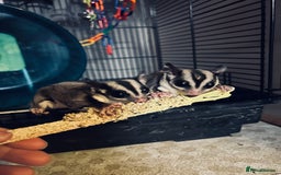 Sugar Glider rodents for sale: female sugar glider  - Image 2