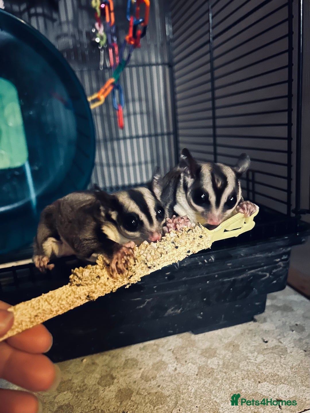 Sugar Glider rodents for sale: female sugar glider  - Image 2