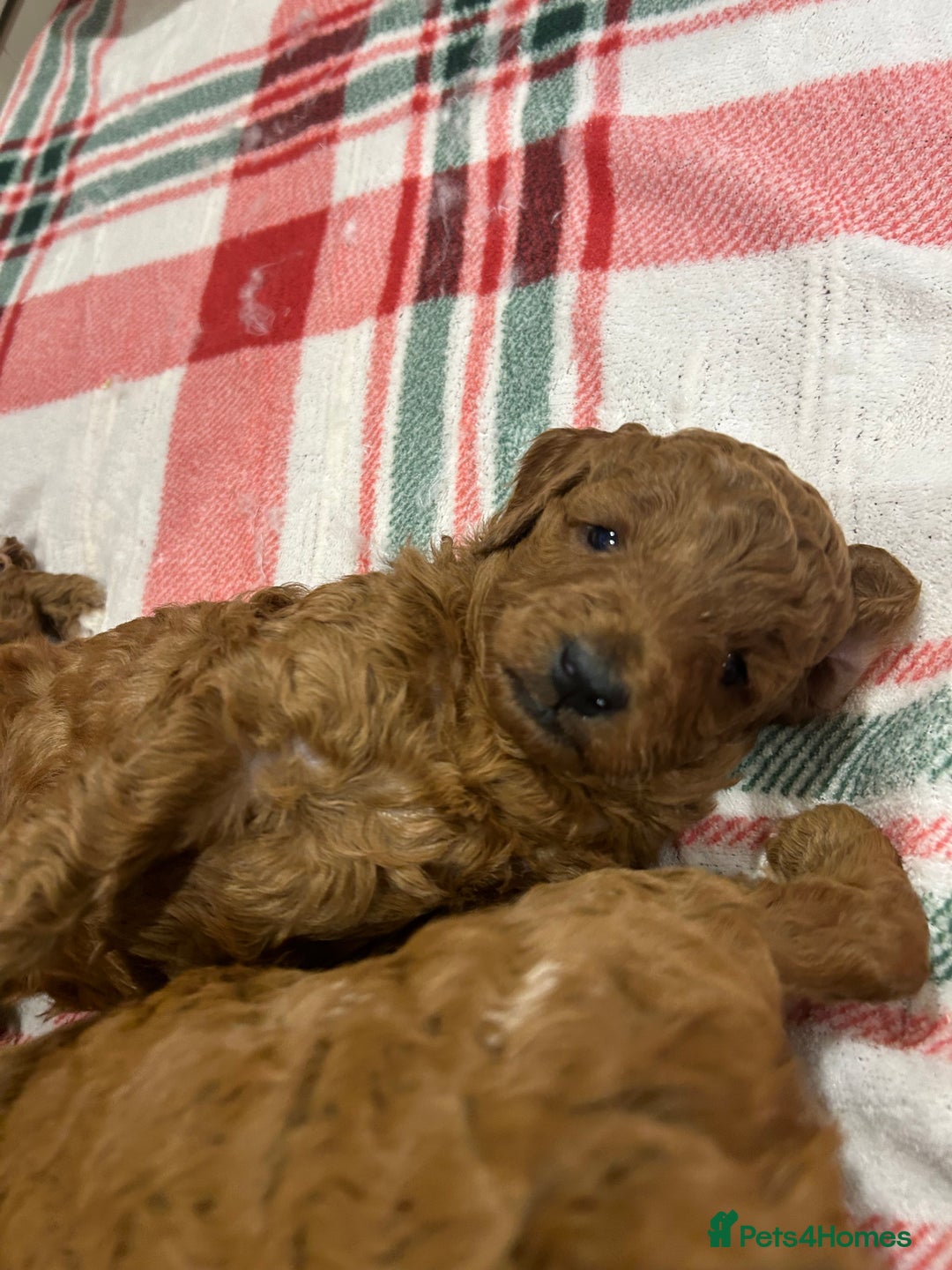 Miniature Poodle dogs for sale: 🐩Gorgeous deep red miniature poodles - Advert 7