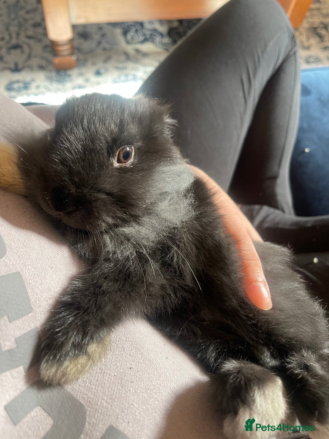 Lionhead rabbits for sale: 1 year old lion haired female rabbit  - Image 3
