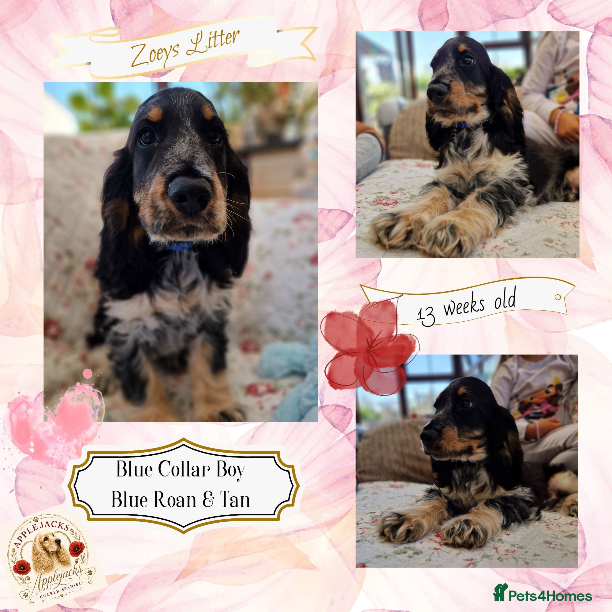 Cocker Spaniel dogs Roan Cocker Spaniel Puppies for Sale - Advert 1