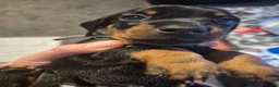 Miniature Dachshund dogs for sale: Miniature dashaund for sale  in Telford - Advert 25
