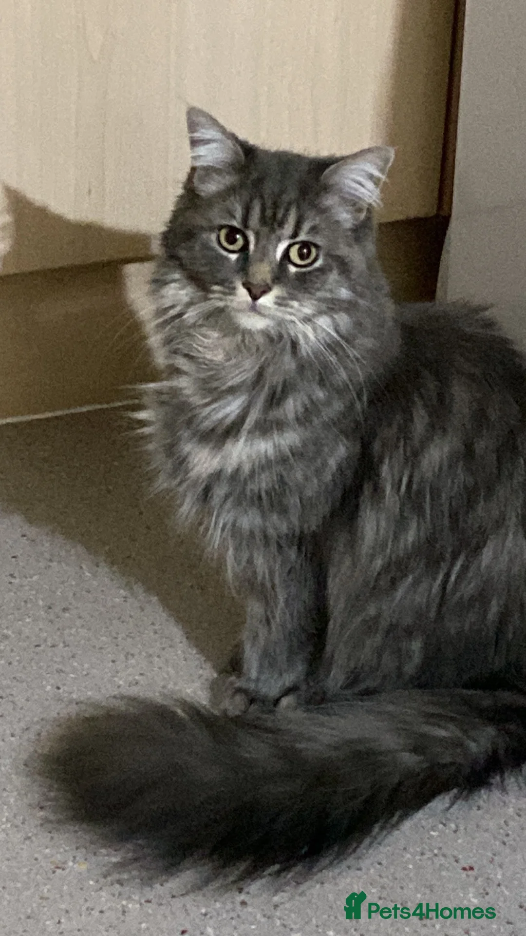Maine Coon cats for sale: Stunning light silver female  - Advert 1