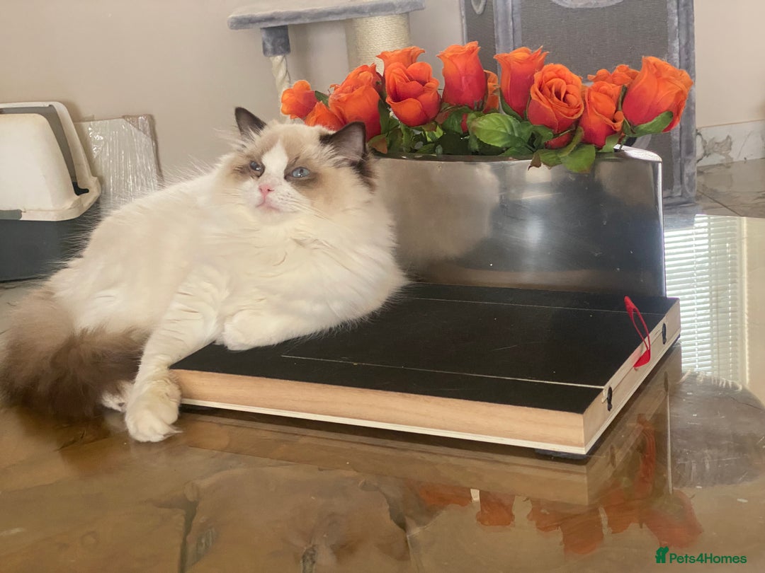 Ragdoll cats for sale: Attention please  - Advert 14