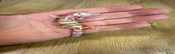 Leopard Gecko reptiles for sale: Baby leopard geckos in Knaresborough - Advert 7