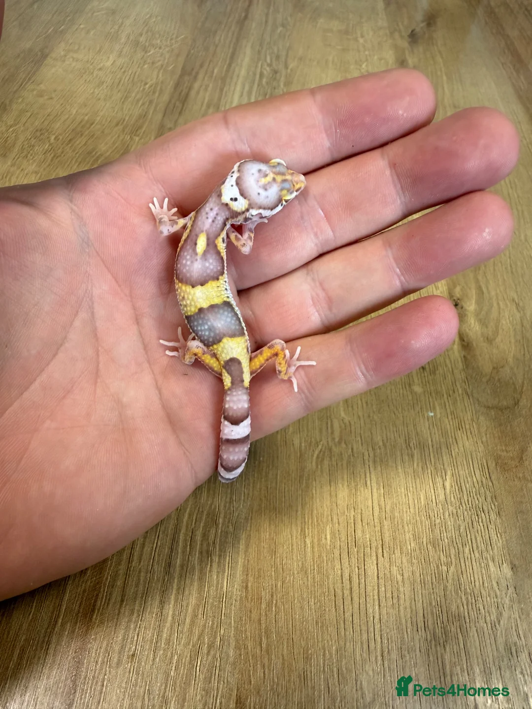 Leopard Gecko reptiles for sale: Baby leopard geckos in Knaresborough - Advert 7