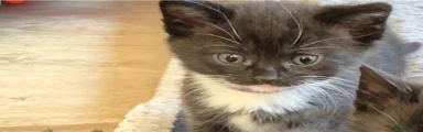 American Shorthair Kitten 1