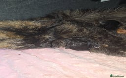 Mixed Breed cats for sale: 2 fluffy girls  - Image 2