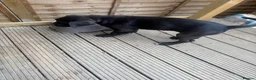 Cane Corso dogs for sale: Male cane corso - Advert 2