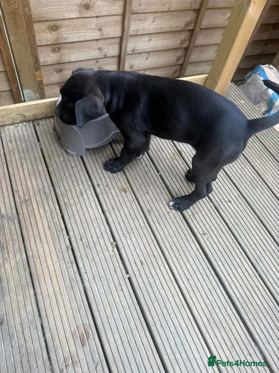 Cane Corso dogs for sale: Male cane corso - Advert 2
