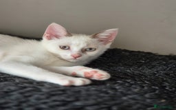 Mixed Breed cats for sale: Adorable Pedigree kitten - GCCF - REDUCED PRICE - Image 8