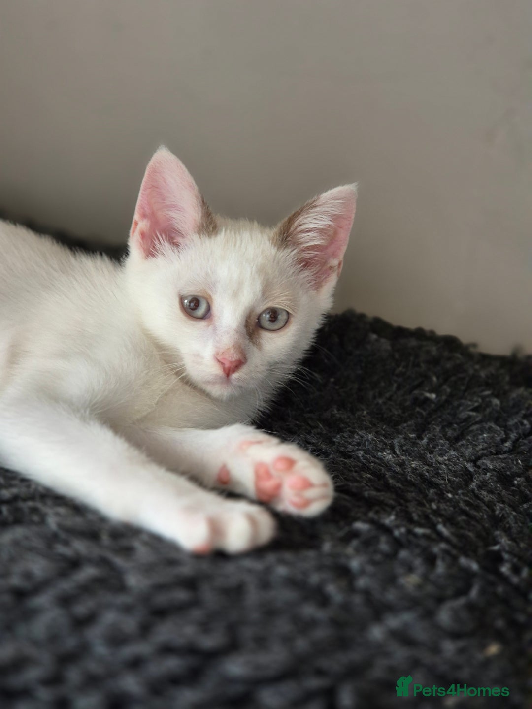 Mixed Breed cats for sale: Adorable Pedigree kitten - GCCF - REDUCED PRICE - Image 8