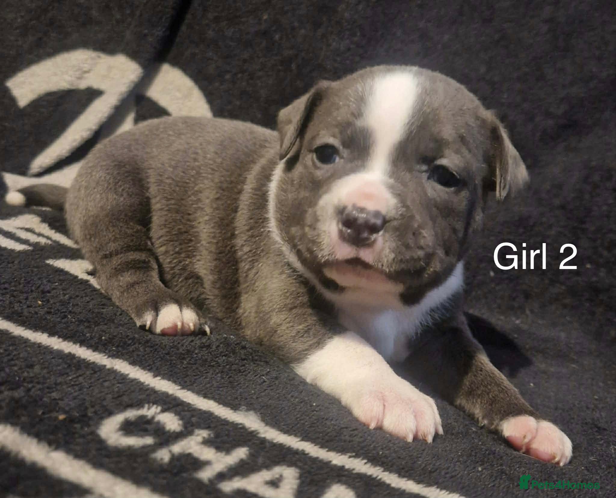 Staffordshire Bull Terrier dogs 5 beautiful staff puppies  - Advert 1