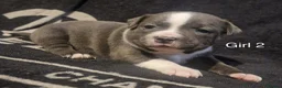 Staffordshire Bull Terrier dogs for sale: 5 beautiful staff puppies  - Advert 1