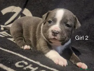 Staffordshire Bull Terrier dogs 5 beautiful staff puppies - Advert 1
