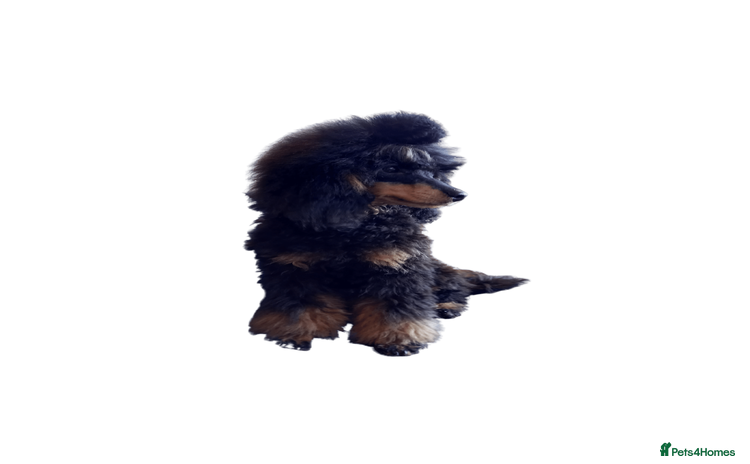 Cavapoo dogs in Manchester - Advert 19