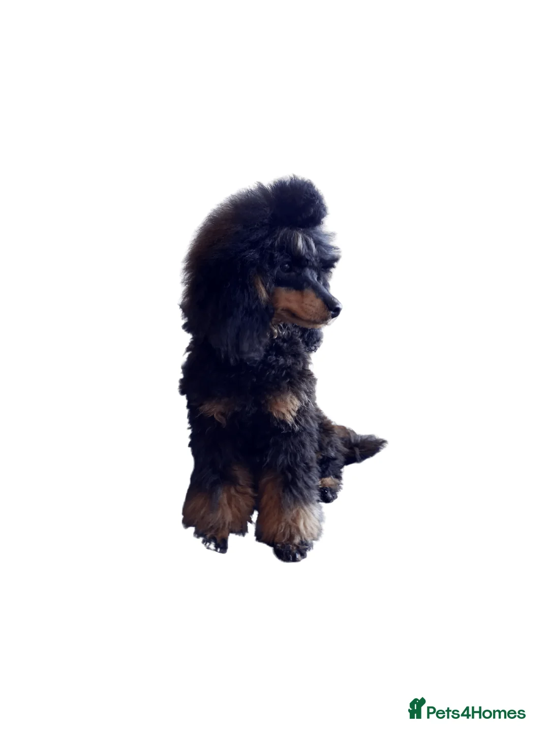 Cavapoo dogs for stud: Pra clear Kc reg phantom toy poodle for stud in Manchester - Advert 1