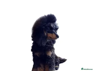 Cavapoo dogs Pra clear Kc reg phantom toy poodle for stud in Manchester - Advert 1