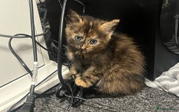 Mixed Breed cats for sale: Kittens - Image 4