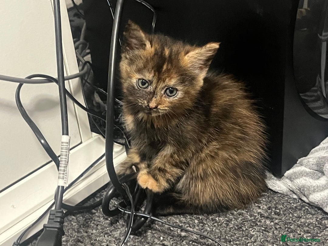Mixed Breed cats for sale: Kittens - Image 4