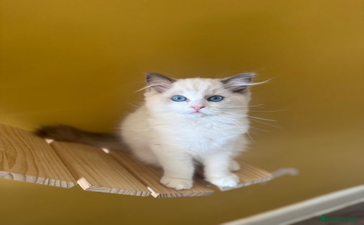 Ragdoll cats - Advert 1