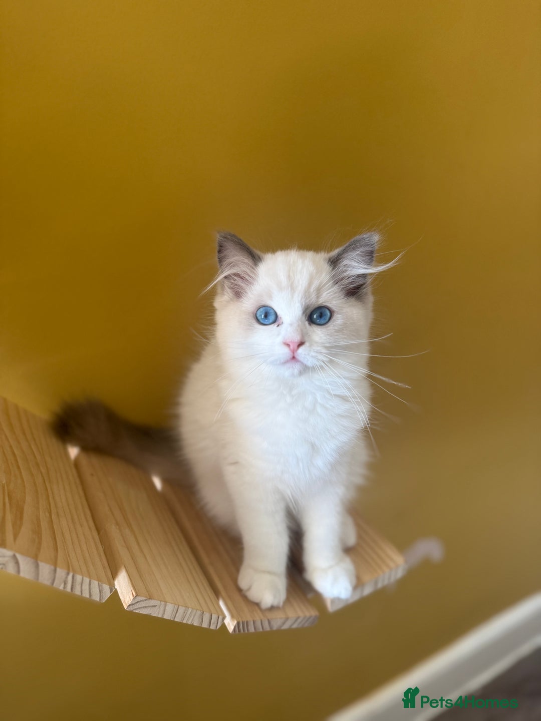 Ragdoll cats for sale: European ragdolls ***READY NOW*** - Image 2