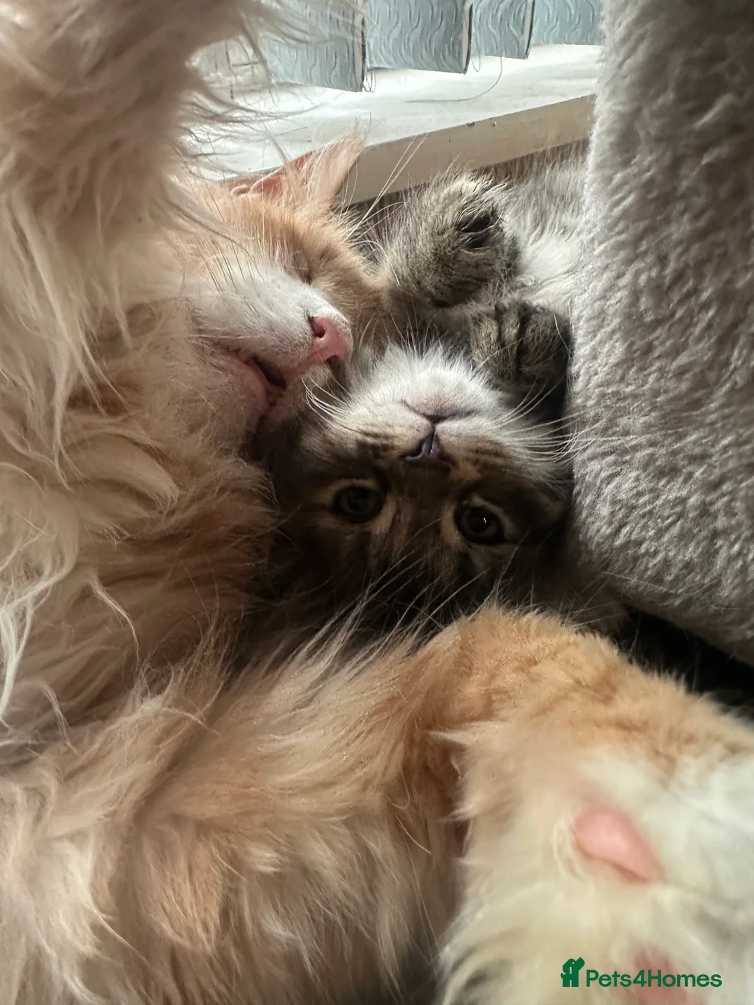 Maine Coon cats for sale: Maincoone kittens  - Advert 3