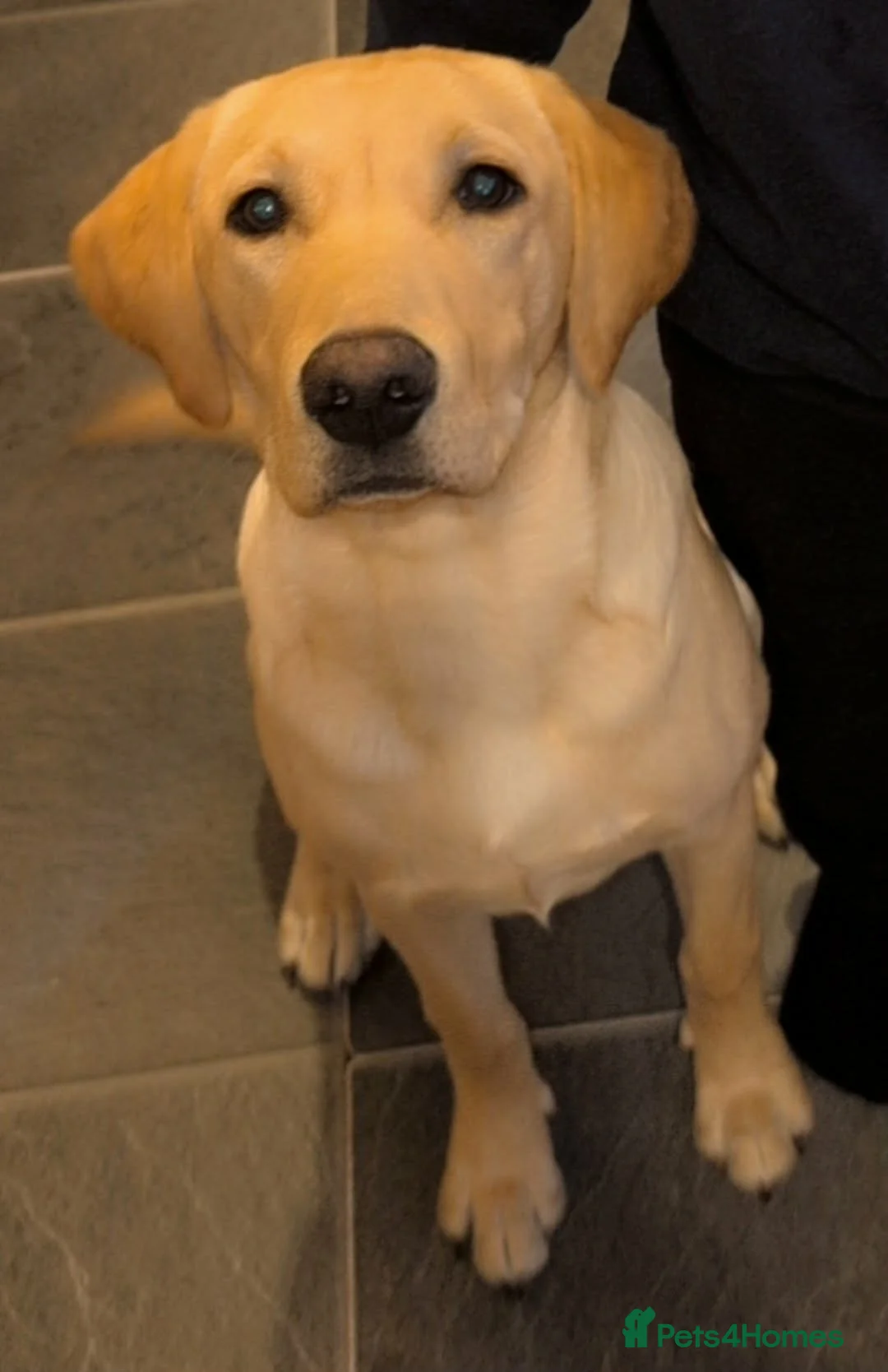 Labrador Retriever dogs for sale: Handsome labrador retriver  - Advert 1