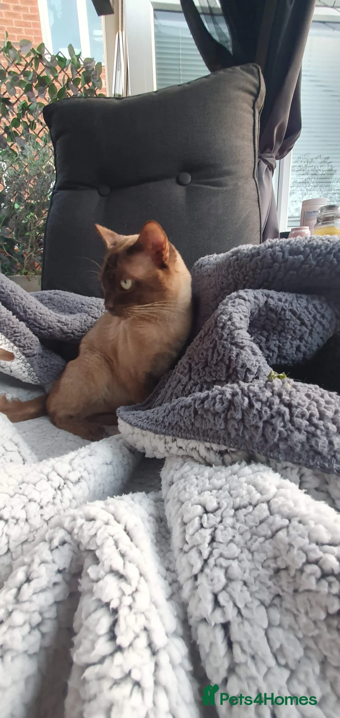 Burmese cats for sale: Outstanding Pedigree Registered Burmese Kittens  - Advert 1
