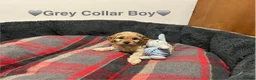 Cavapoo dogs for sale: ⭐️READY NOW! 5⭐️TOY Cavapoo puppies 🐶🐾 in York - Advert 13