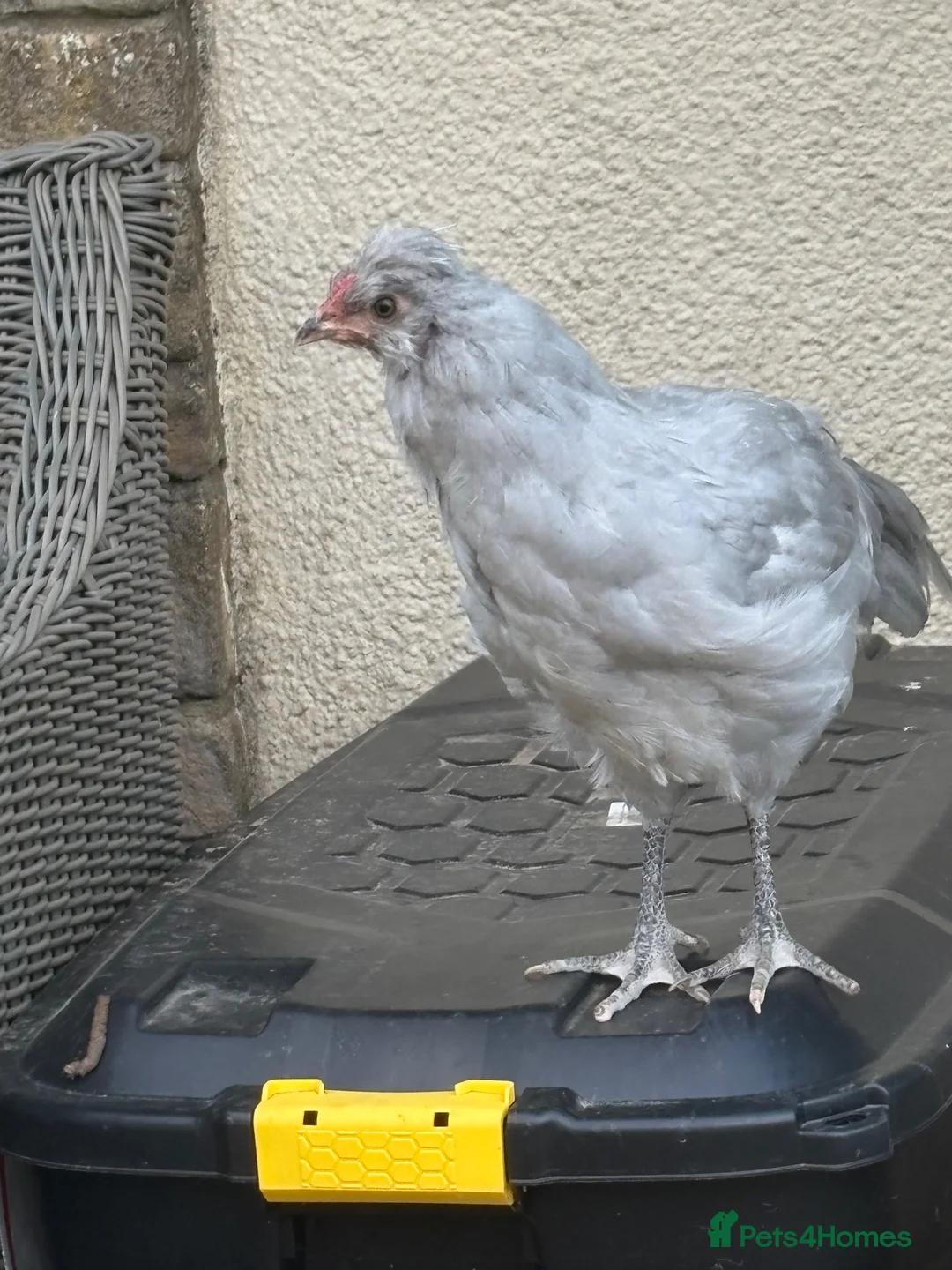 Chickens poultry for sale: Lavender Araucana Trios for sale in Chippenham - Advert 2