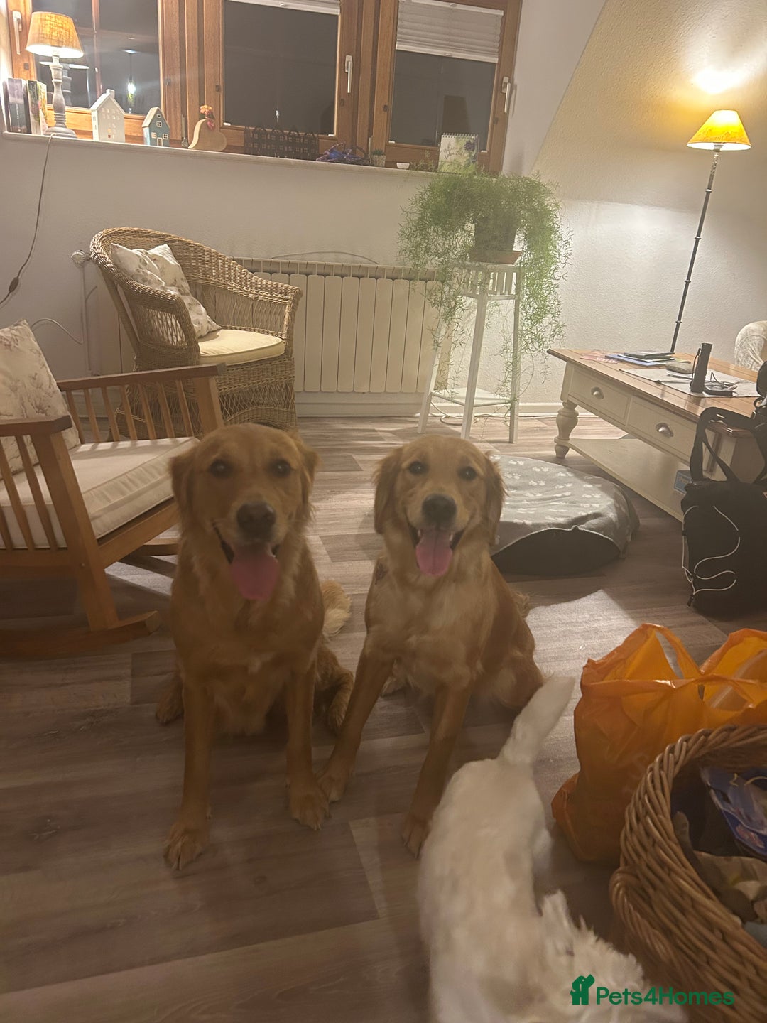 Golden Retriever dogs for sale: Lovely Litter 🐶 KC registered🐶health tested  - Advert 13