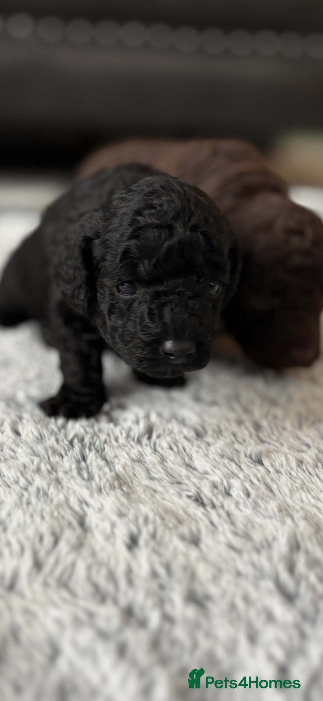 Cockapoo dogs for sale: Beautiful Cockapoo Puppies - Image 2