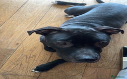 Mixed Breed dogs for sale: Dior  - Image 11