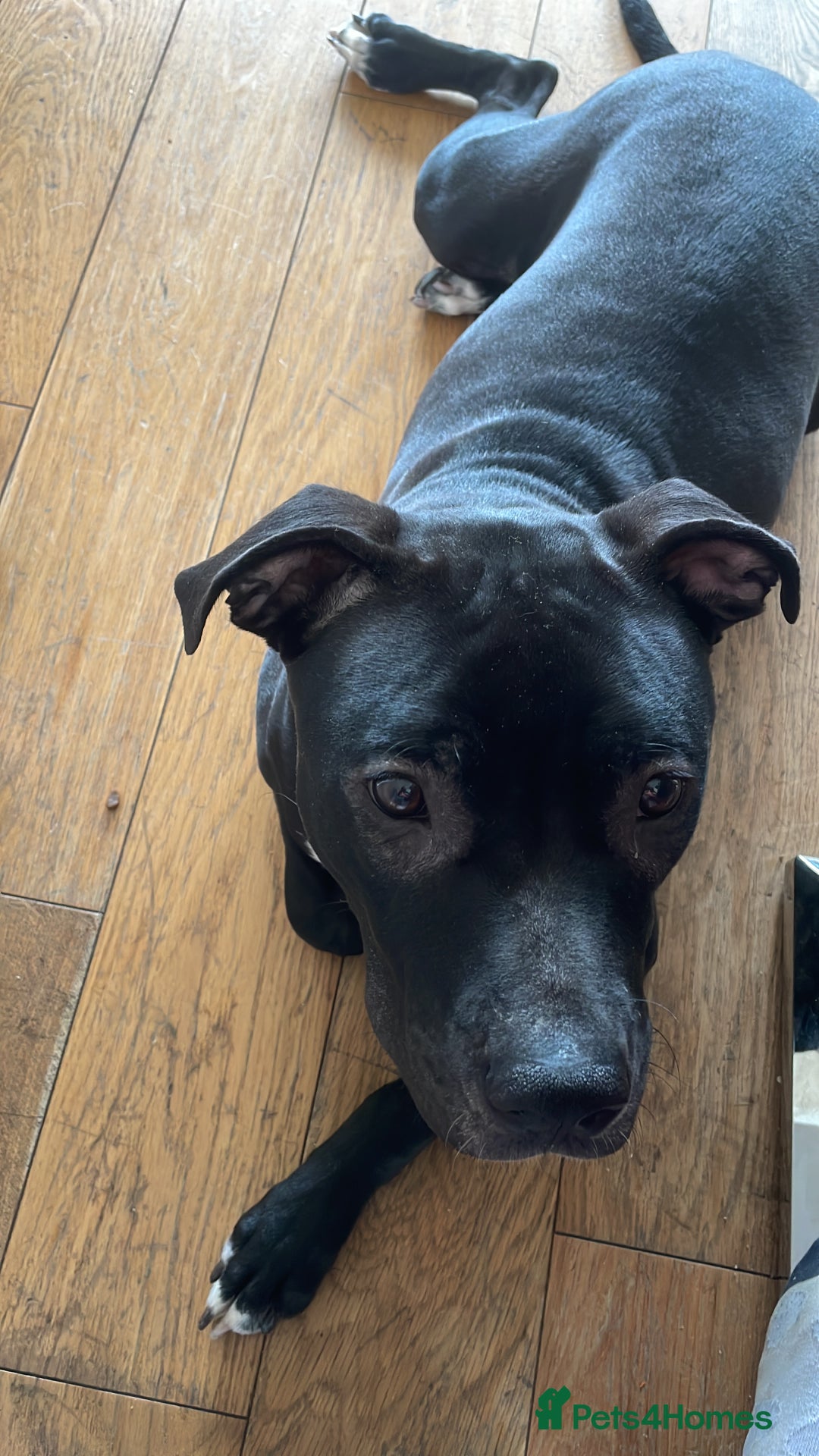 Mixed Breed dogs for sale: Dior  - Image 11