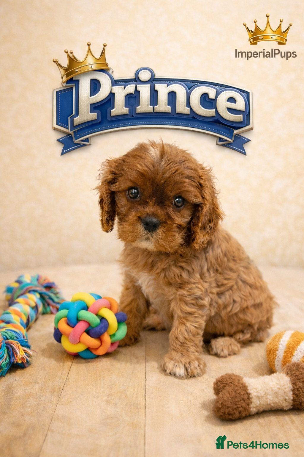 Cavalier King Charles Spaniel dogs KC reg  spaniels health tested parents ruby boy  - Advert 17