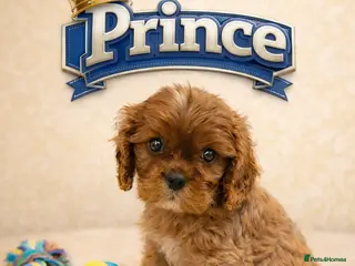 Cavalier King Charles Spaniel dogs KC reg spaniels health tested parents ruby boy - Advert 17