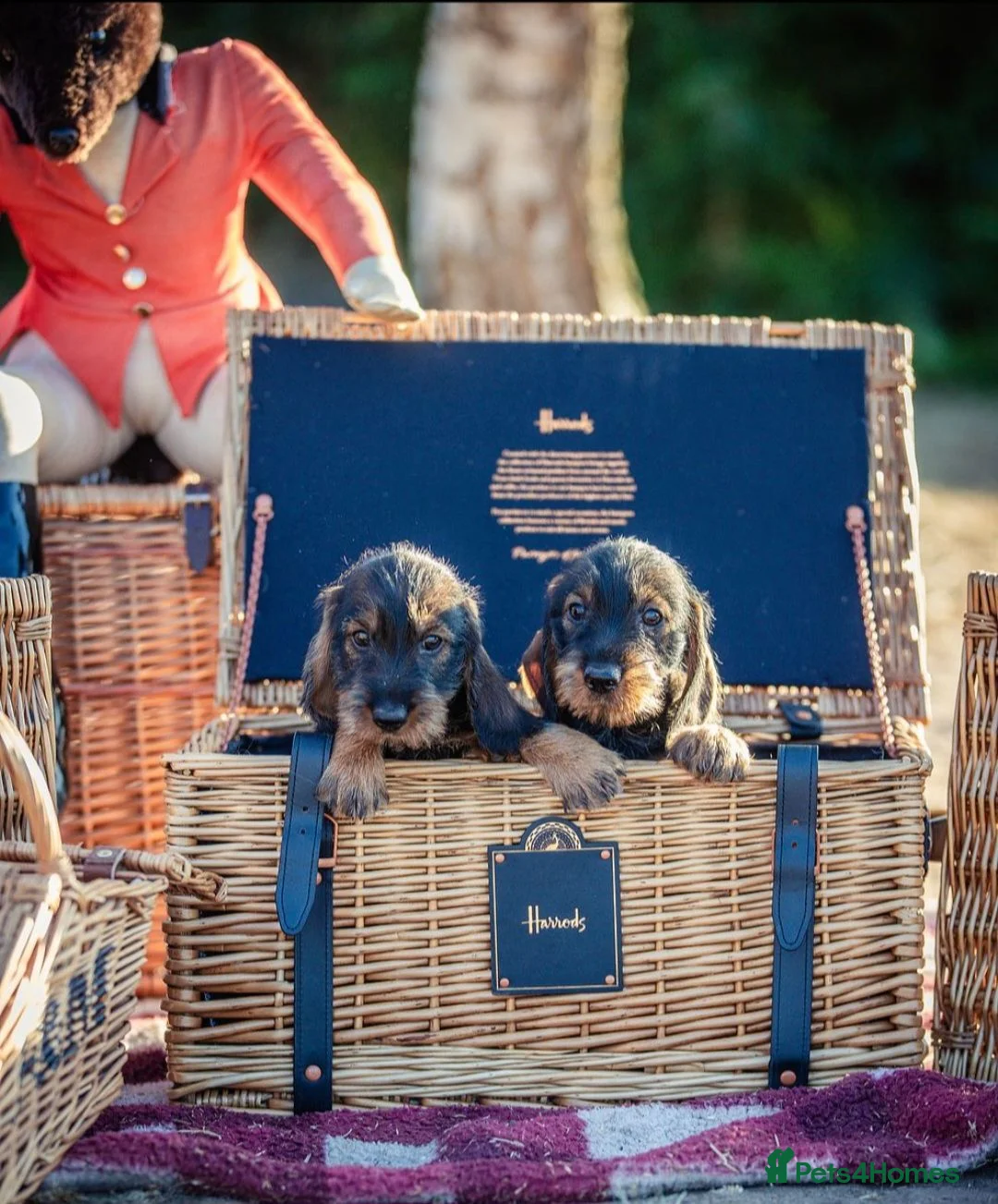 Dachshund dogs for sale: KC Reg Standard Wire-haired Dachshund Puppies - Advert 1