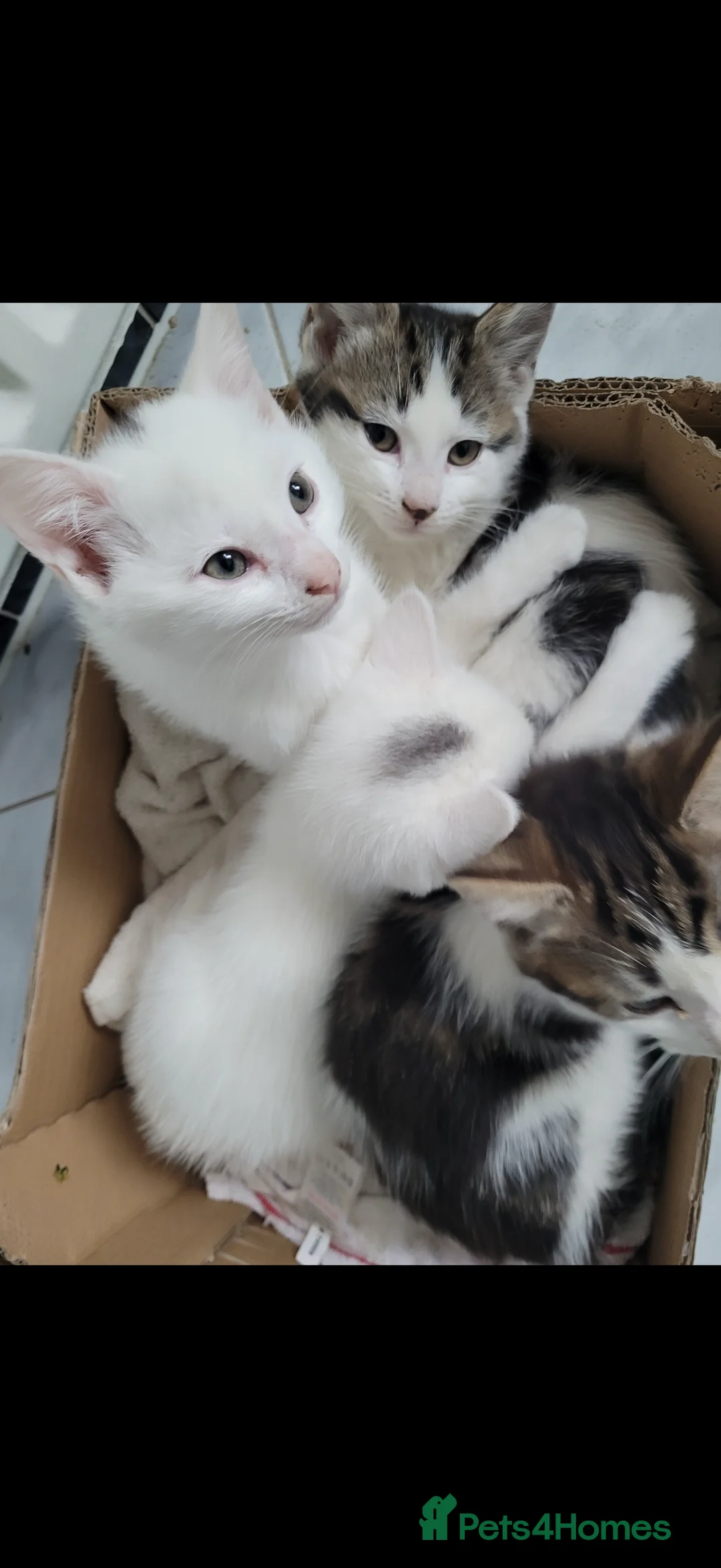 Mixed Breed cats for sale: Kittens ready today 😻 - Advert 2