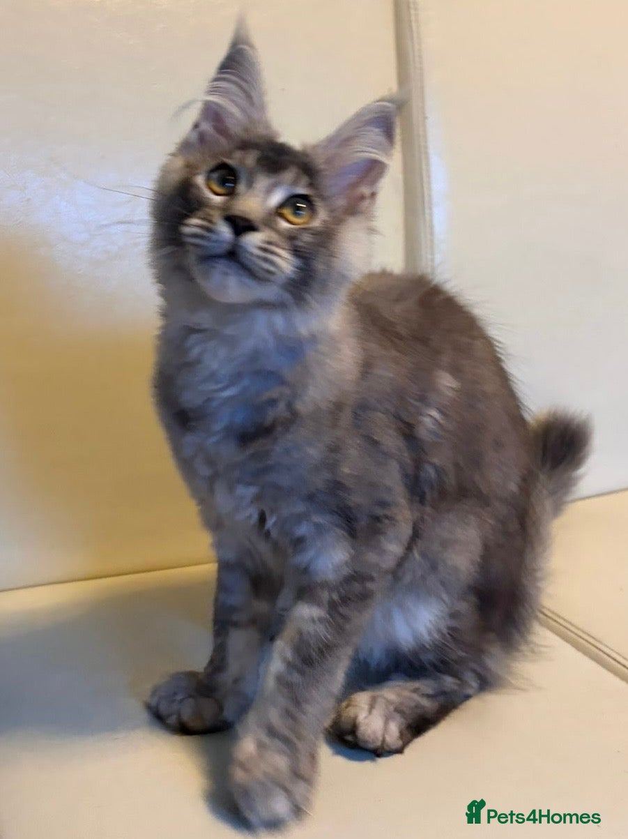 Maine Coon cats Reduced XL Quality TICA Maine Coon active possible - Advert 1