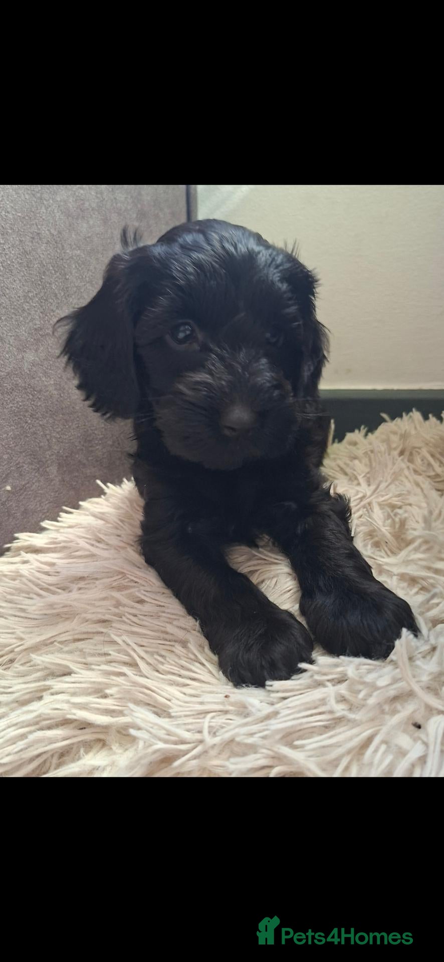 Cockapoo dogs *LAST GIRL LEFT* REDUCED TO £800*READY NOW* ELTHAM - Advert 1