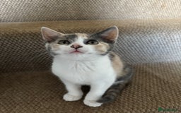 Mixed Breed cats for sale: 4 kittens ready for their new homes  - Image 7