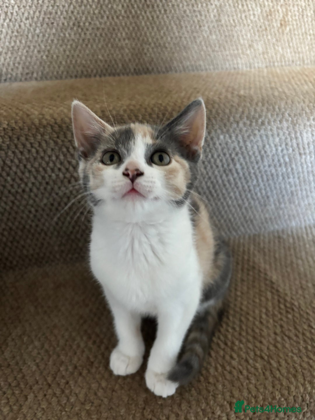 Mixed Breed cats for sale: 4 kittens ready for their new homes  - Image 7