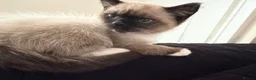 Snowshoe cats for sale: Snowshoe kitten  - Advert 3