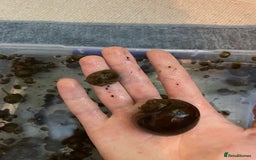 Snails invertebrates for sale: 10x golden apple snails (young) - Image 5