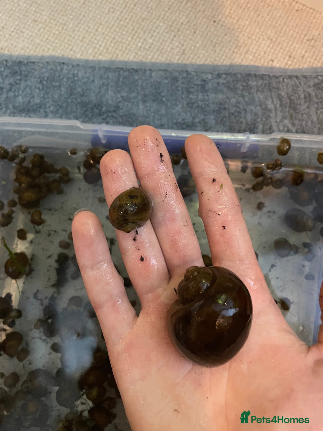 Snails invertebrates for sale: 10x golden apple snails (young) - Image 5
